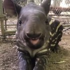he monch (better with sound)