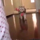 Wait, I can explain everything!