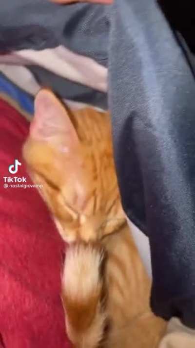 Cat was like “No IM the boy”