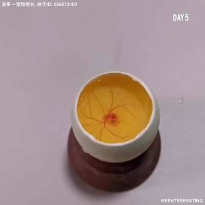 chicken being grown in the duck eggshell