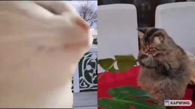 My friend caught his cat using a leaf as a bongo so It took the liberty of adding the vibing cat to the video.