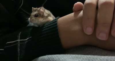 Our new baby, Hashirama 🐹❤️