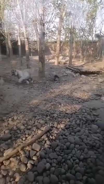 Tiger scared of goose