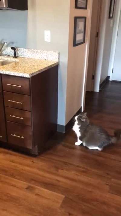 If Fat Joe was a cat