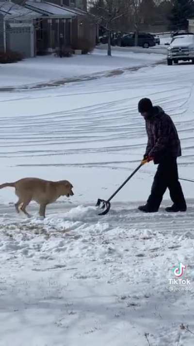 A very happy dog