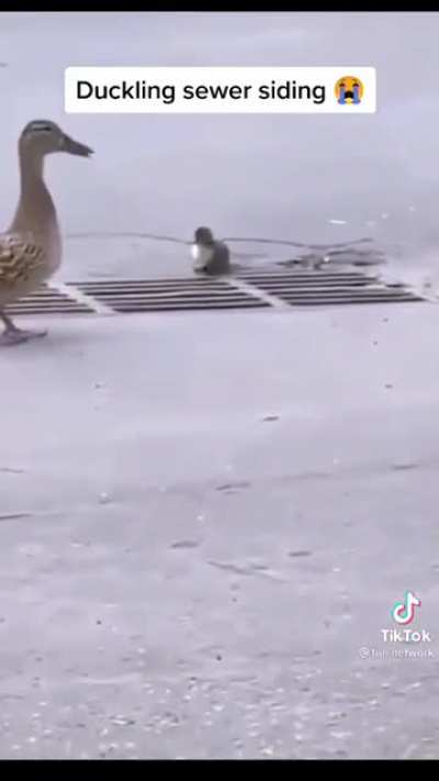Duck