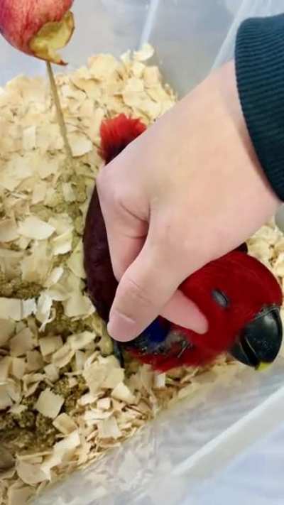 Meet this baby female eclectus!
