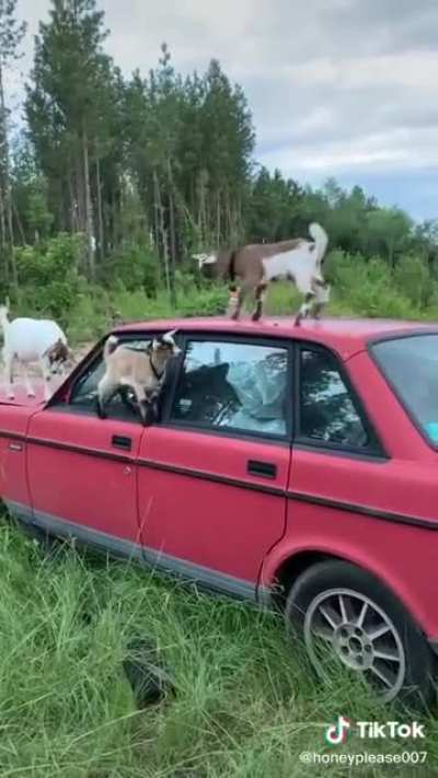 Goats