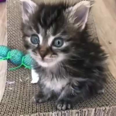 FEEED!!!!! MEEEE