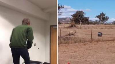 The video of the sheep from earlier reminded me of my college roommate