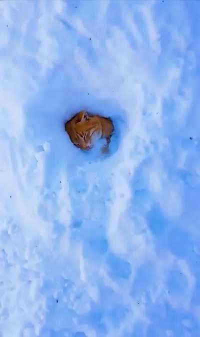 Nest of Snow cats