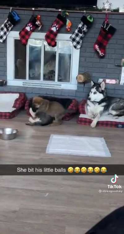 Bites balls*