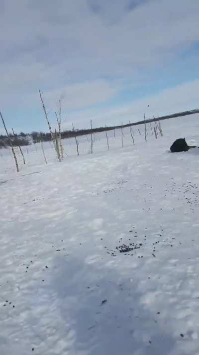 Is it true that reindeer are the only animal that eat lichen, or atleast get nutrients out of them?