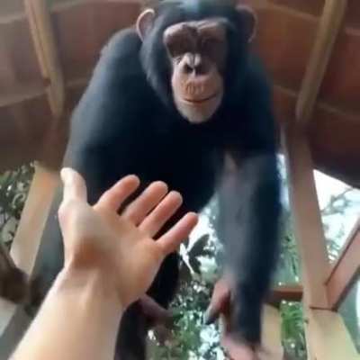 Monkey helps weak stinky h*man