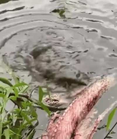 baby deinos first big bite