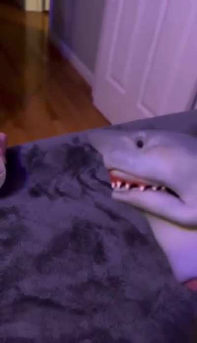 Shark