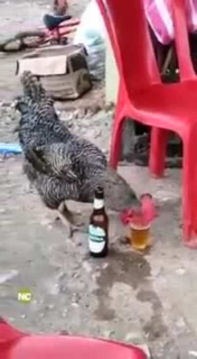 rooster drinking liquor and getting drunk