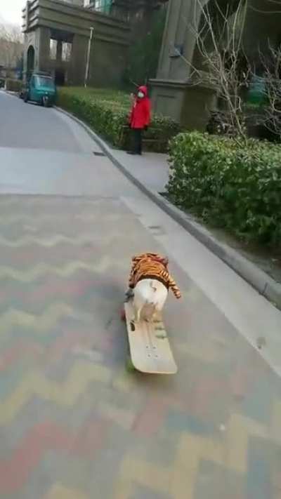 When your dog's power level is over 9000