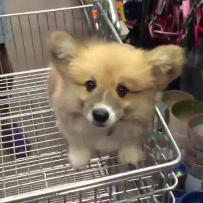 Corgi boye excited to shop