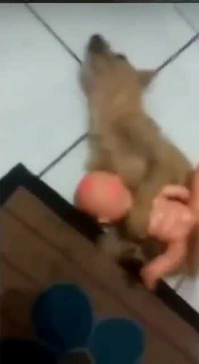 É o PET 😎✌