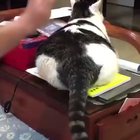 Thicker than a bowl of oatmeal