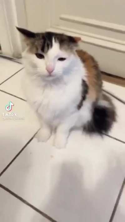 mEwAFdBPHmyaWWillaLgaLaAA
