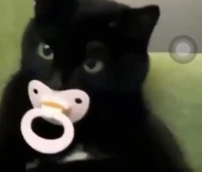 Just a baby cat...