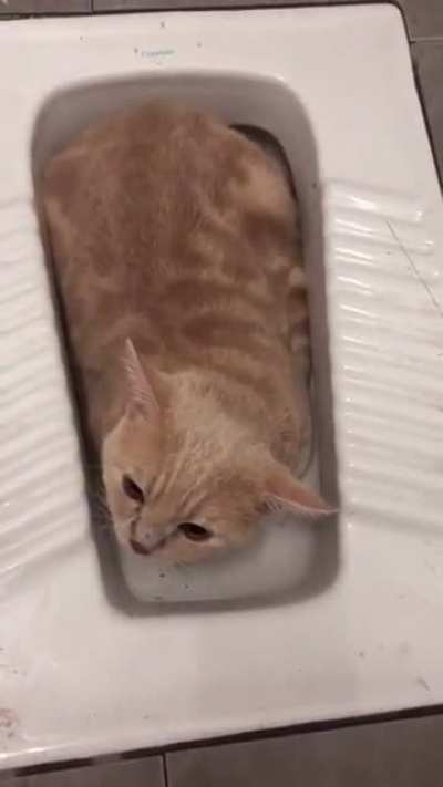 Ada kucing oyen gemuk🎵 Buat aku teperanjat 🎶