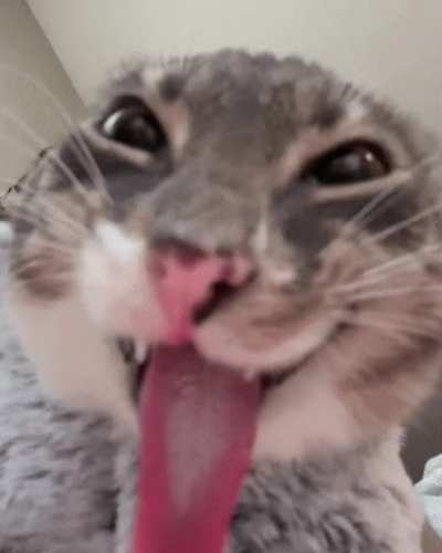 How it feels to troll in r/veganchill (they still didn't ban me)
