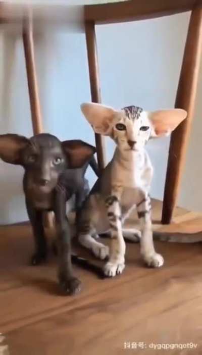 Котики