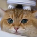 Cat Head Massager