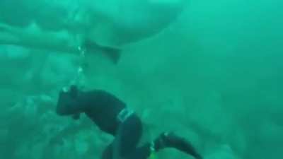 Another reason I no longer care to go scuba diving.