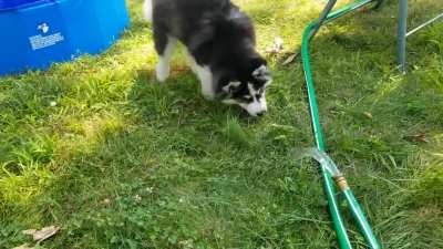 10 week old Kavik meets a water hose