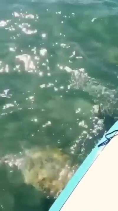 Surfer has a memorable encounter 