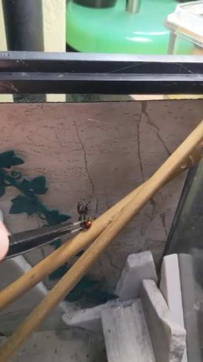 Fat Shaming my Rescue Spiderbro