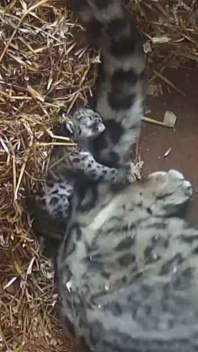Feeling down? Go hug your Mamma's tail