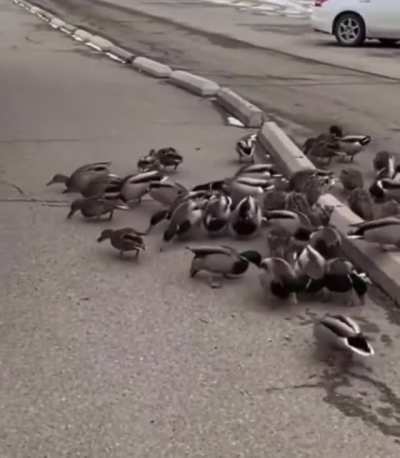 Some cute ducks eating bread (and a lynx for legal reason)
