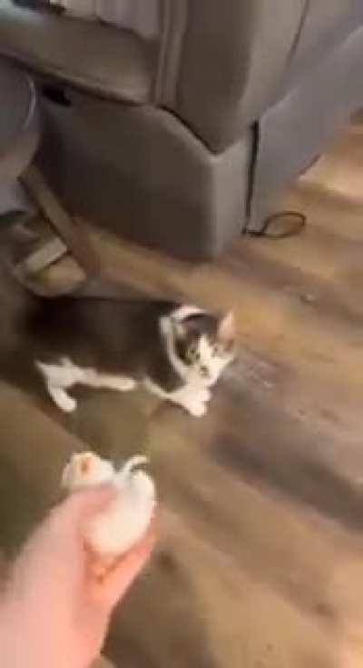 Meow