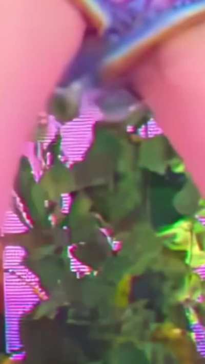 ZOOM (happy Friday)