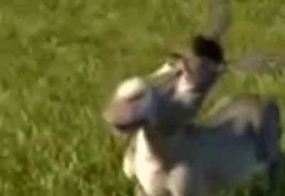 Shrek