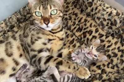 Cute chubby baby bengals...