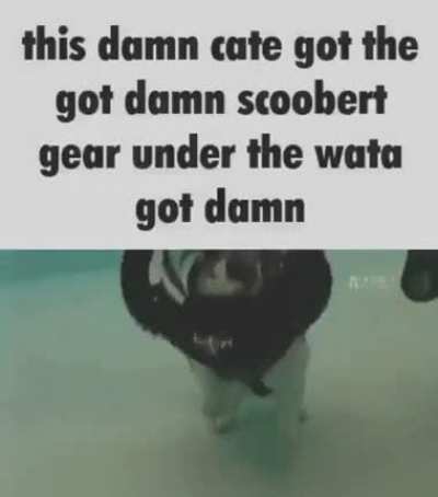 dammit