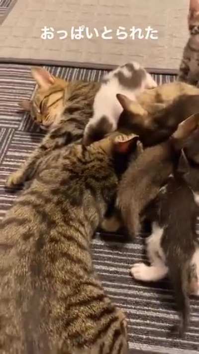 Cat has no space to drink milk