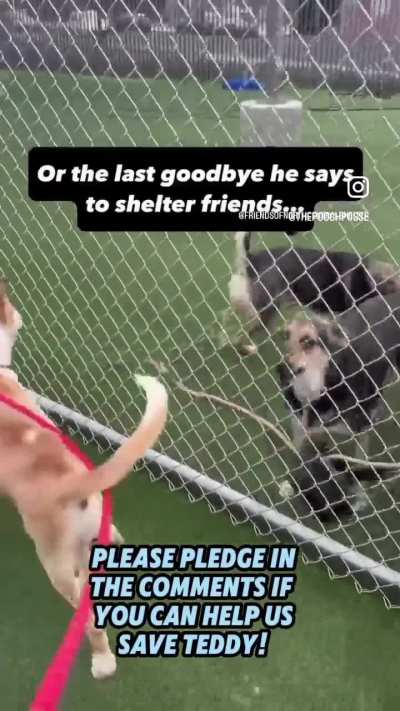 Los Angeles, CA: Teddy is scheduled to be euthanized tomorrow (11/8) for treatable medical issues. Has foster. Needs Rescue