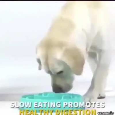 Meu cachorro