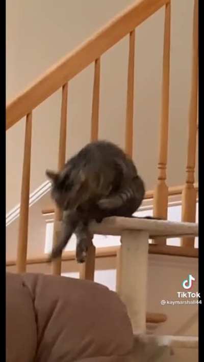 I’ll never understand cats