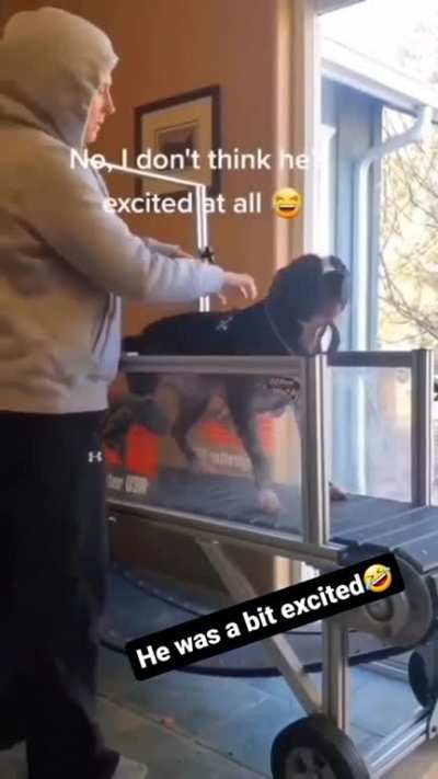 Dog treadmill