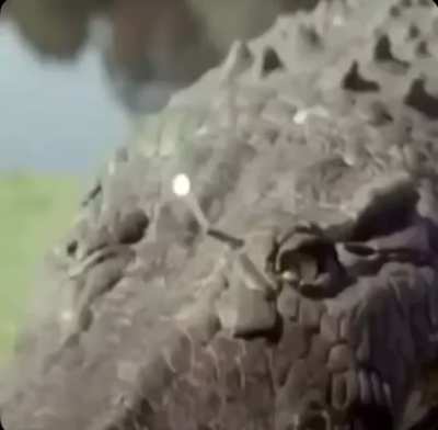 Alligator