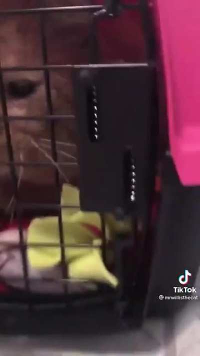 Bruce Willis the rescue cat