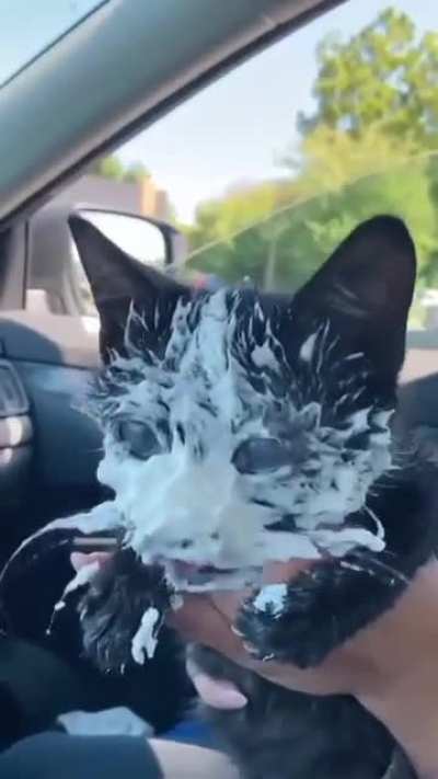 🐈‍⬛